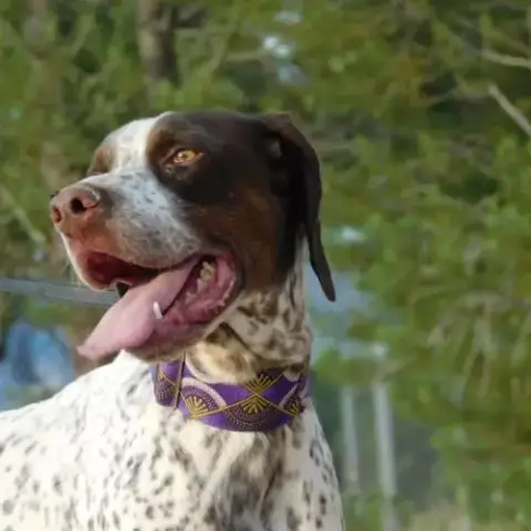 Azor Une Merveille De Pointer ! (Ok Chat)