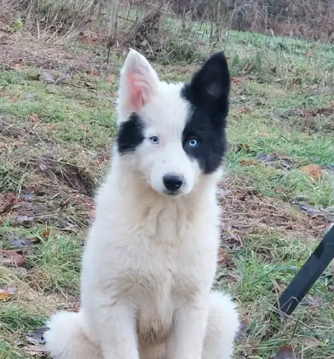 Laika De Iakoutie  Baisse De Prix Top Chiots Laika *  34da5
