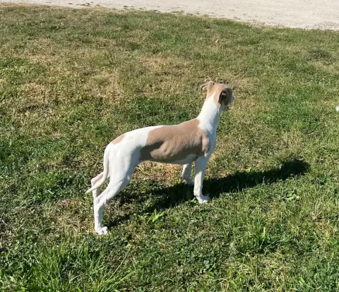 Whippet  Bounty De L Eternel Mitness photo 3