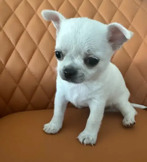Chihuahua  Billy