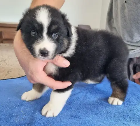 Berger Australien  Chiot N°3 Des Hirondelles Du Voyag 1ec50 photo 2