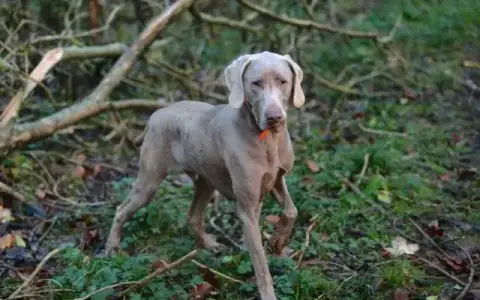 Braque De Weimar  Chiot 2 De Beaudribos photo 3