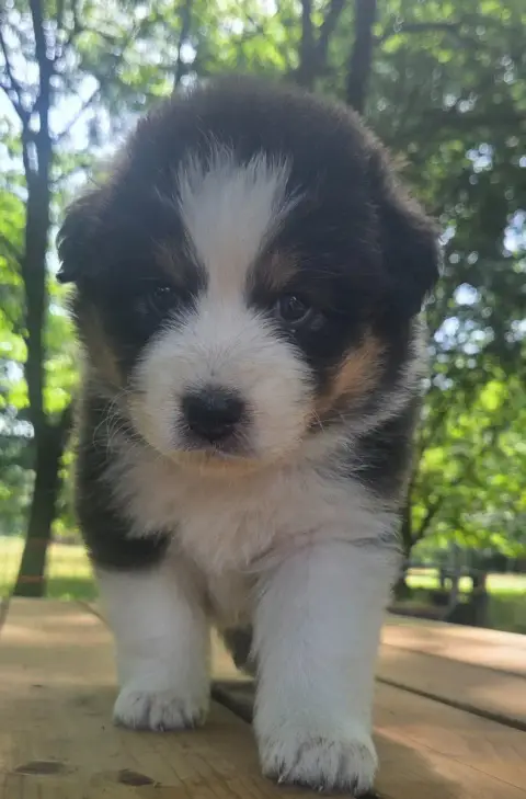 Berger Australien  Chiot N°5 Du Rêve De Shanizo Lo