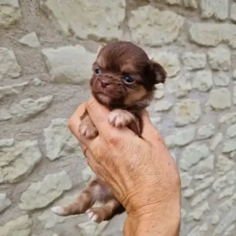 Magnifiques Bébés Chihuahua Dept 86