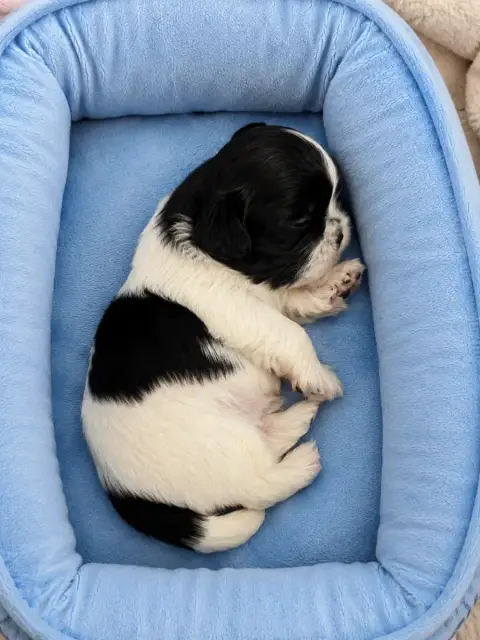 Shih Tzu 
                        Chiot N°4 Des Canai ea14e