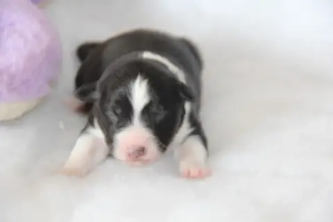 Berger Américain Miniature  Chiot N°3 Na Caorrun photo 2