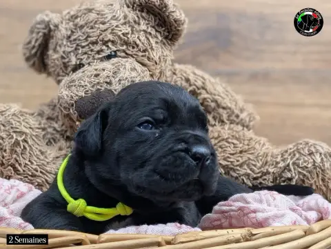 Cane Corso  Collier Jaune Fluo De La Treizieme Legion 70e30