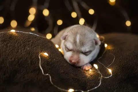 Siberian Husky  Be My Valentine Of The Land Of Wolves 72988