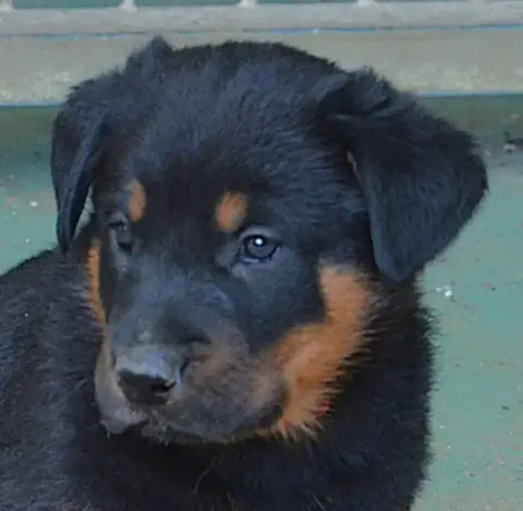 Berger De Beauce  Chiot 1 Noir Et Feu De La Noé Du Ja 79638