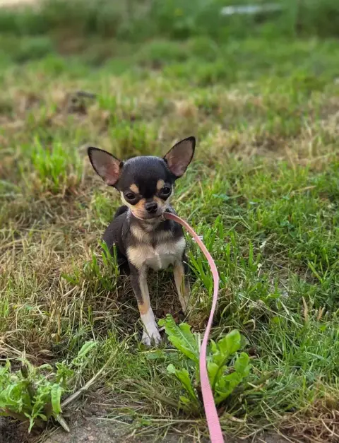 Chihuahua  Chiot N°2 D'Oclair Des Loups photo 2