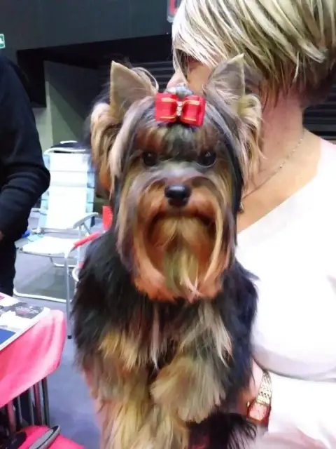 Yorkshire Terrier  Chiot 4 Du Domaine De Léna- photo 3