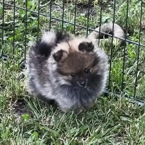 Chiots Mâles Spitz À Réserver