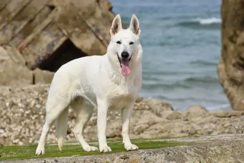 Berger Blanc Suisse  Collier Vert Pomme Legends Of Ma a23ea photo 3