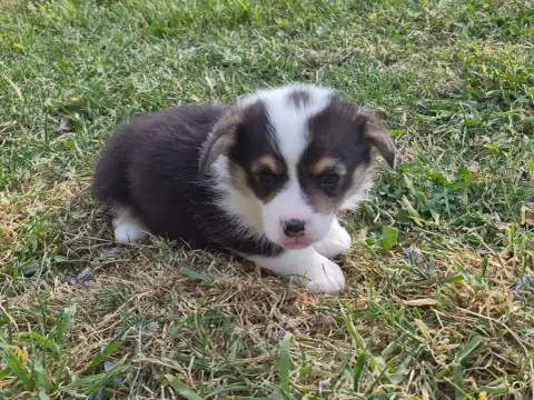 Welsh Corgi Pembroke  B... De Paline photo 2