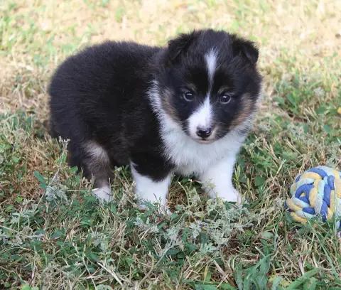 Shetland Sheepdog  Chiot N°3 Du Royaume D'Angélique aaf50 photo 3