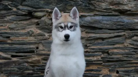 Siberian Husky  Anakin Du Royaume De L'Etoile Bleue a2ee7
