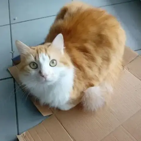 Bébé