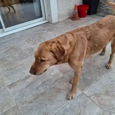 Chien Milka