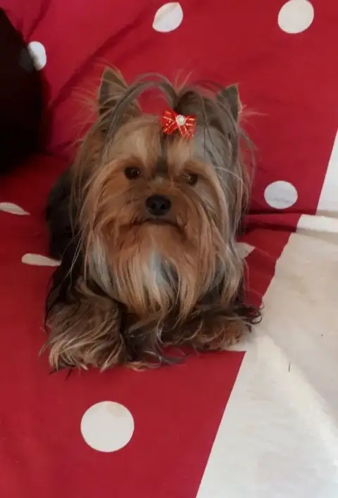 Yorkshire Terrier  Bianca De La Vallee Des Lutins Ble d3a6e photo 2