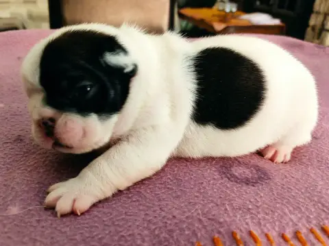Bouledogue Français 
                        Bono ( À eee49