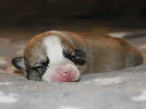 Welsh Corgi Pembroke  Chiot N°1 Du Clos D'Arlequin photo 3