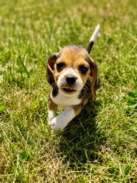 Beagle