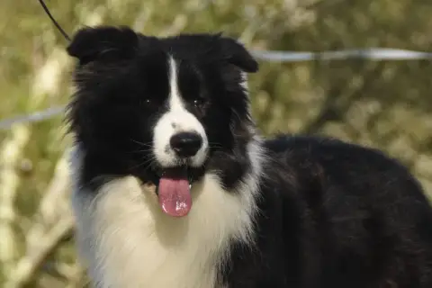 Border Collie  Bleu Merle De La Colline D'Ans photo 2