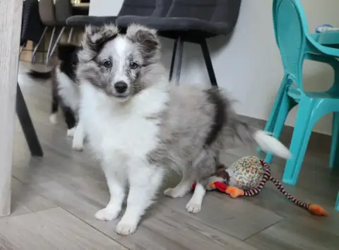 Shetland Sheepdog  Chiot N°1 Du Royaume De La Petite  5d17a photo 3