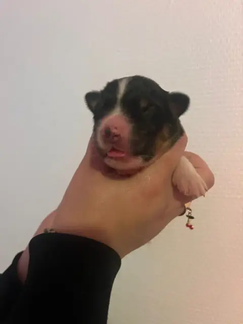 Berger Australien  Chiot N°3