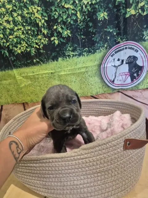 Cane Corso  Chiot N°8 Des Diamants Du Colisée Jcm photo 2
