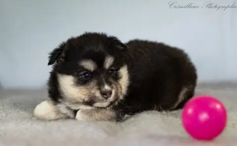 Chien Finnois De Laponie  Chiot 5 Des Quatre Vents Ze 80218