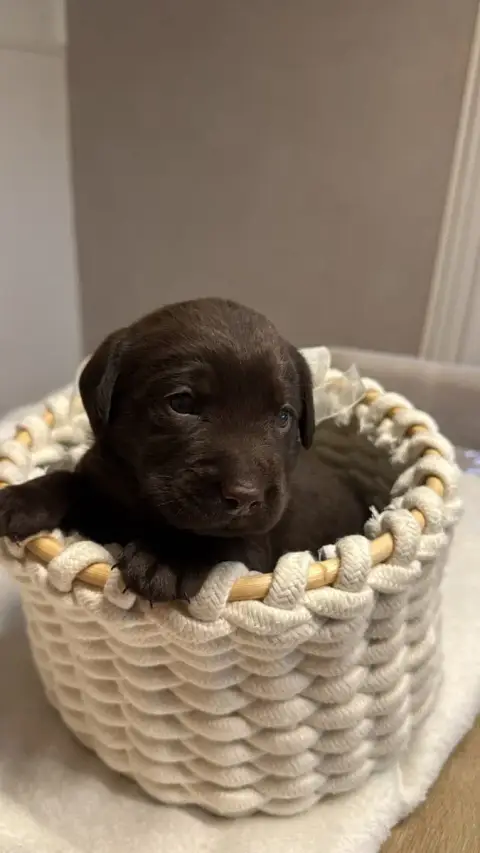 Labrador Retriever  Chiot N°2 Des Délices De Praline a6ae9