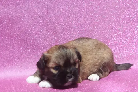 Lhassa Apso photo 2