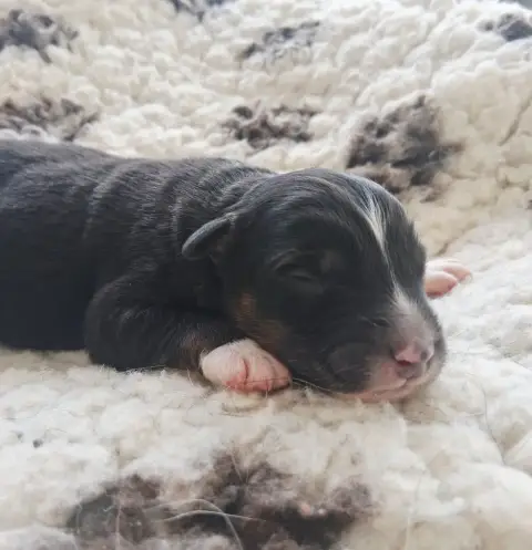 Berger Australien  Chiot 9 Des Regards Brulants photo 2