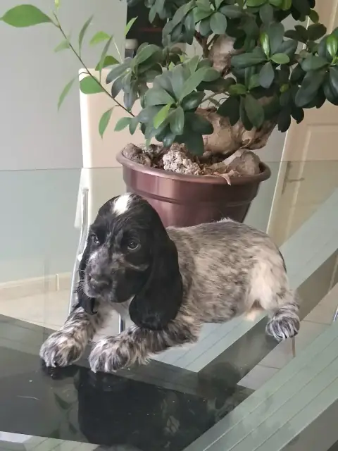 Cocker Spaniel Anglais  Chiot 4 Bleu Du Bois Des Volc 51d53
