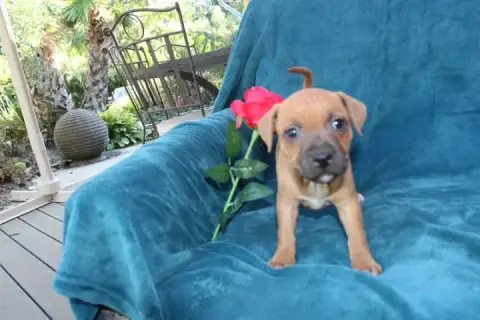 Staffordshire Bull Terrier  Chiot N°5 Des Terres De L 35a21