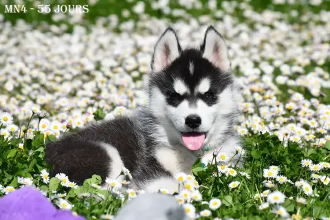 Siberian Husky  Black Jack De La Source Du Montet