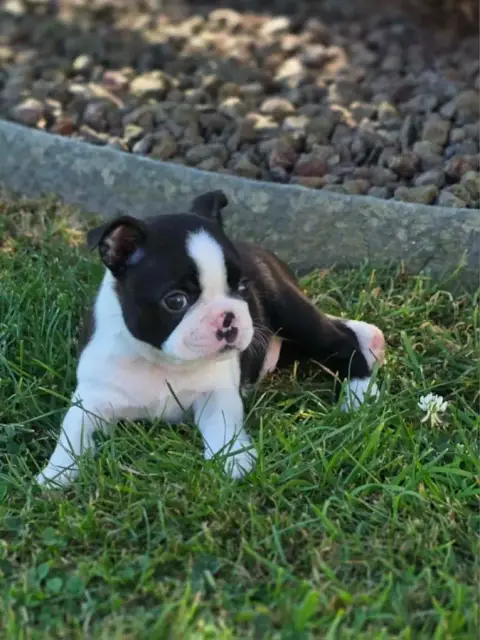 Boston Terrier  Bazouka Du Domaine De La Cour Souvera 8e831 photo 2