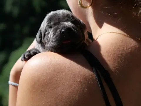 Cane Corso  Chiot 3 Des Monts D'Ardeche