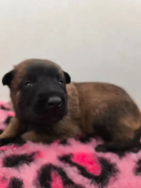 Berger Belge  Chiot N°5 Des Gardiens Légendaires