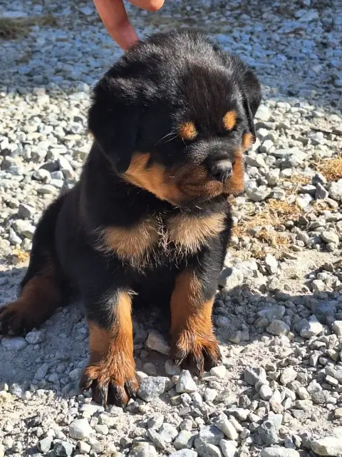 Rottweiler  Belle Of Holly'S Kingdom photo 2