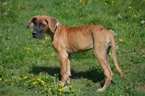 Dogue Allemand  Biscotte Collier Rose Foncé Des Zamou 71e26 photo 2