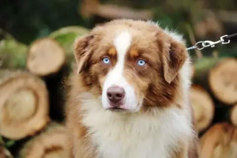 Berger Australien  Chiot Berger Australien photo 3