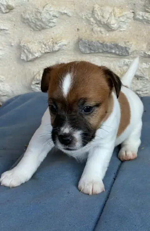 Jack Russell Terrier  Chiot N°1 Lacus Meduli