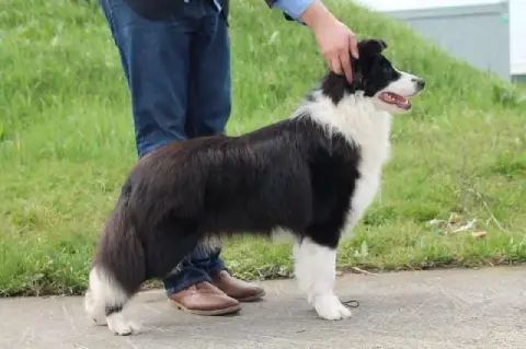 Border Collie  Garçon 1 Of Pacific Spirit photo 3