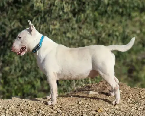 Bull Terrier Miniature photo 3