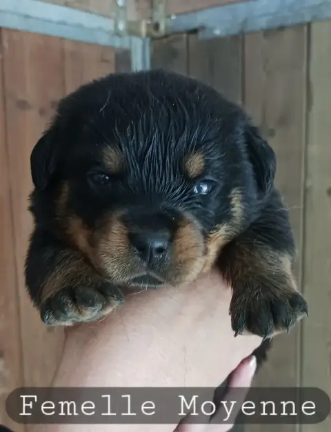 Rottweiler