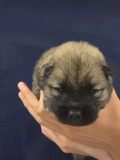 Eurasier  Azur Du Royaume D'Ebène photo 2