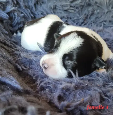 Jack Russell Terrier  Noire Et Blanche Du Bois De Lhu aa84a