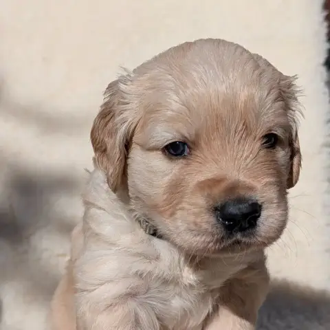 Golden Retriever  Boss De L'Esprit D'Oural